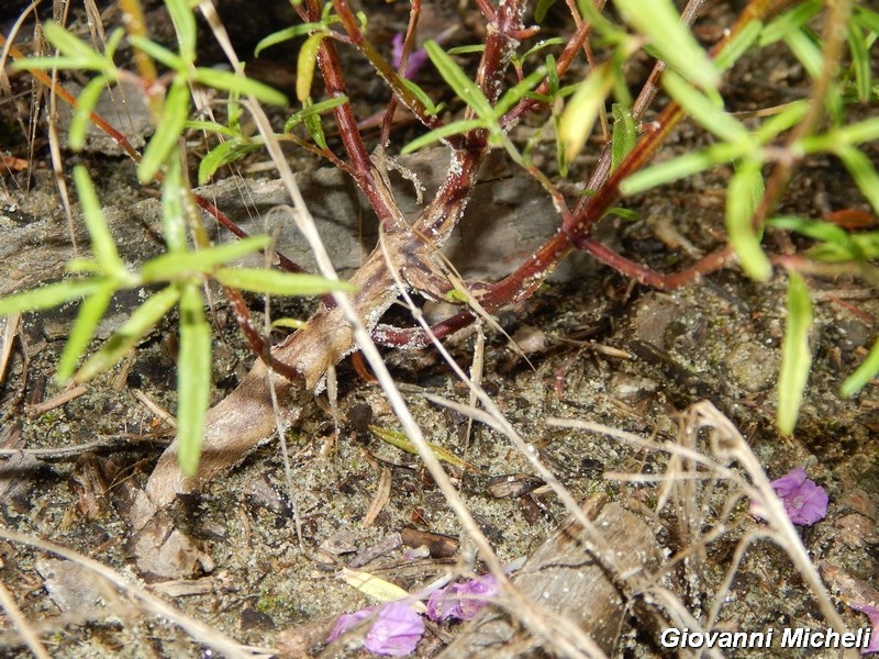 Galeopsis angustifolia